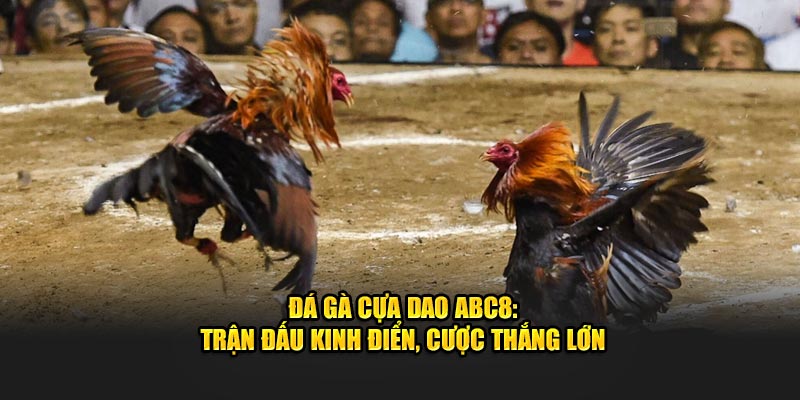 Đá Gà Cựa Dao ABC8: Trận Đấu Kinh Điển, Cược Thắng Lớn