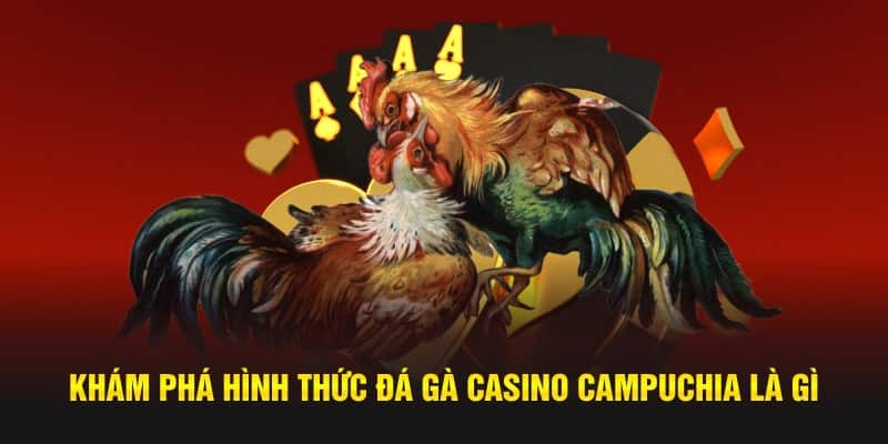 Khám phá hình thức đá gà Casino Campuchia là gì