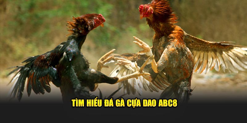 Tìm hiểu đá gà cựa dao ABC8